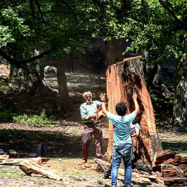 نگاره:  جنگل‌زدایی