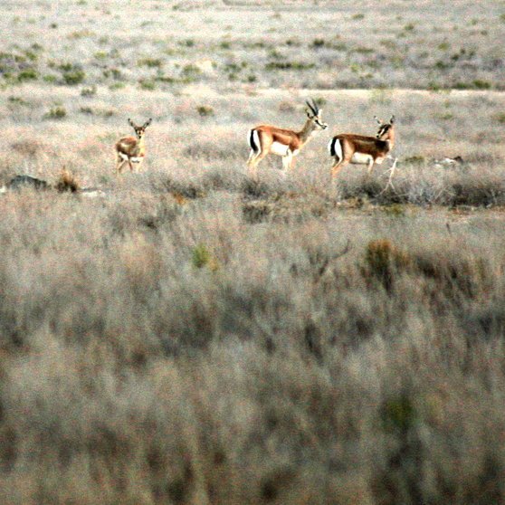 نگاره:  پس آن همه هیاهوی تاخت اسب‌ها تمام خفت؟…