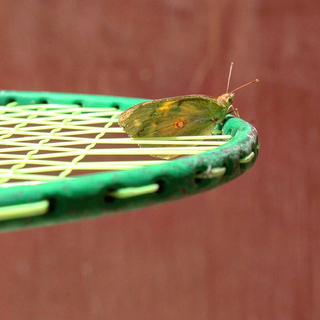 نگاره:  جای خالیِ پروانه‌ها