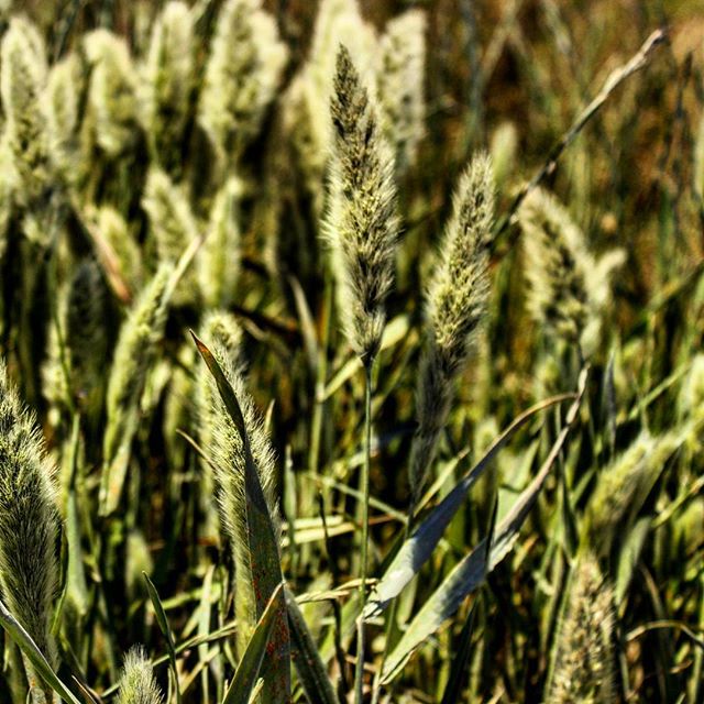 نگاره:  تماس مردد باد با خوشه‌های تن تو…