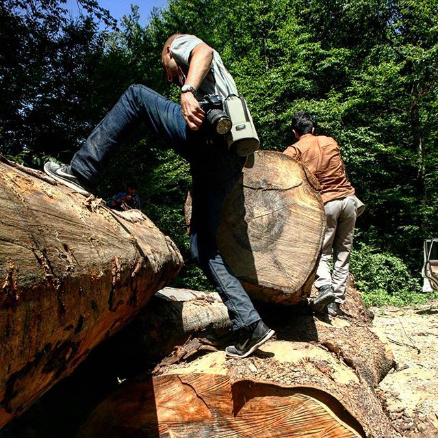 نگاره:  جنگل‌زدایی