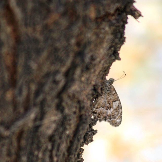 نگاره:  #camouflage #butterfly #tree #wood #skin #tissue #nature #colour #shadow #wildlife #استتار #پروانه #اراک #arak #iran #travel