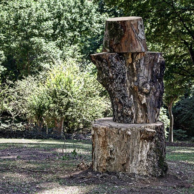 نگاره:  درخت بودچوب شد