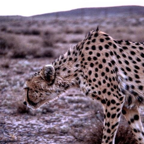 نگاره:  موس موس هم کرد کرد! خوشحالم که پسرمون این روزها از تنهایی در اومده