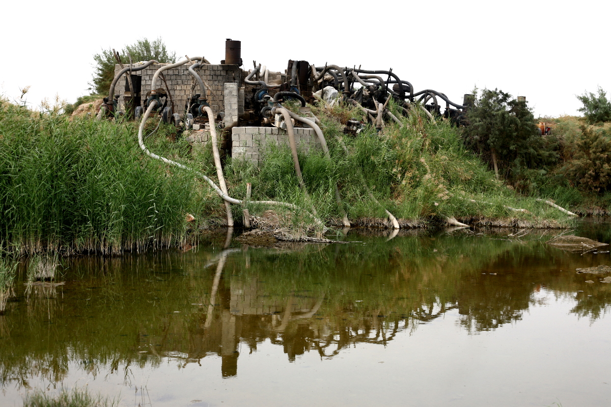 نخستین قربانیان دریاچه ارومیه