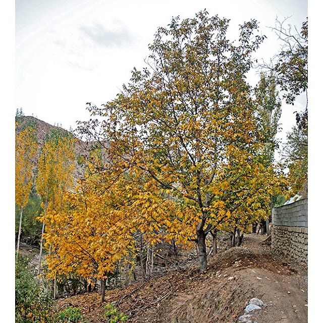 نگاره:  درخت پاییزی برزُک