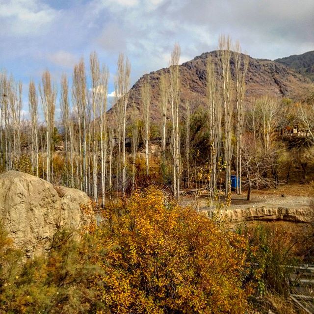 نگاره:  درخت‌ها همه قامت کشیده‌اند