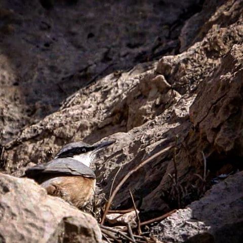 نگاره:  نگاهِ چپ چپِ کمرکولی بیشاپوری!