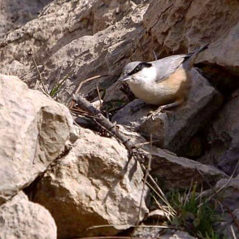 نگاره:  این هم نگاهِ راست راستِ ایشون که همون کمرکولیِ بیشاپوری باشند!