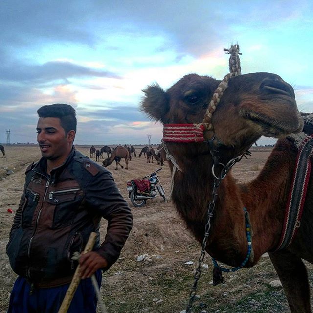 نگاره:  وقتی ساربان و شتر هر دو سرخوش و خنده‌رو می‌شوند