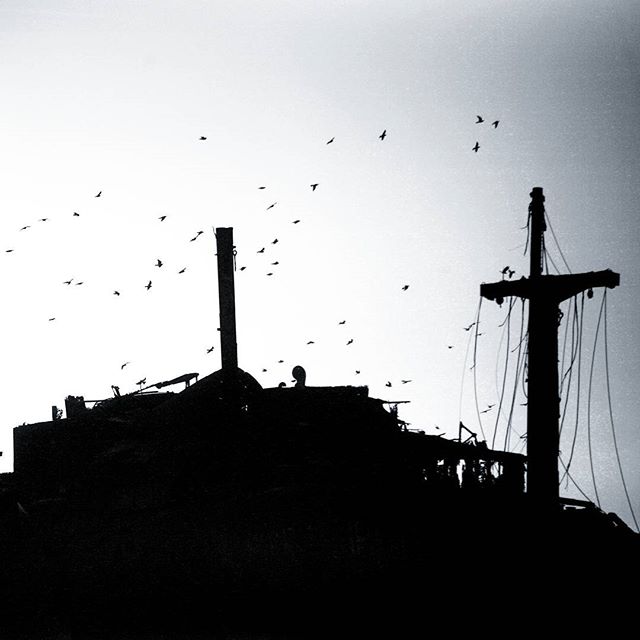 نگاره:  پرندگان به جستجوی بادها رفتند