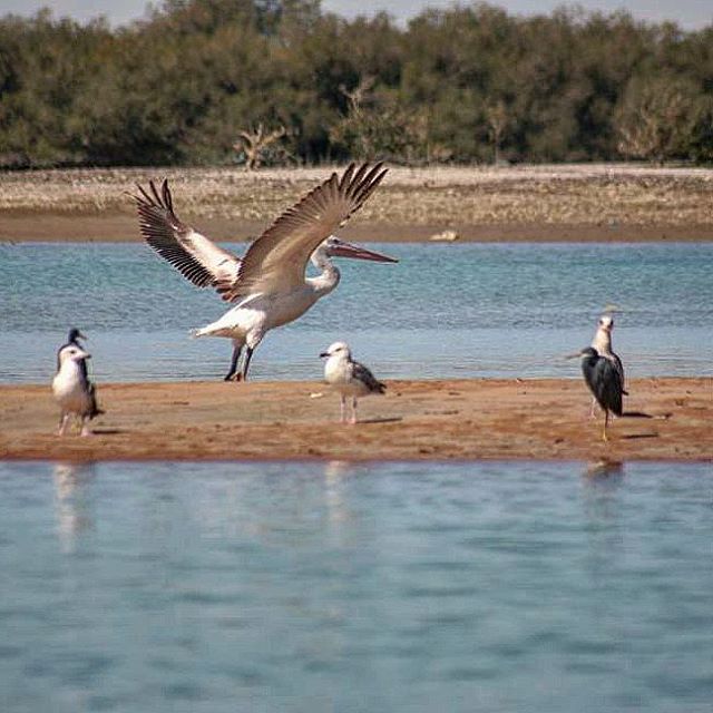 نگاره:  پلیکان گواتر