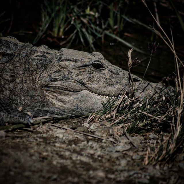 نگاره:  وقتی به قیلوله گاندوها شبیخون زدیم