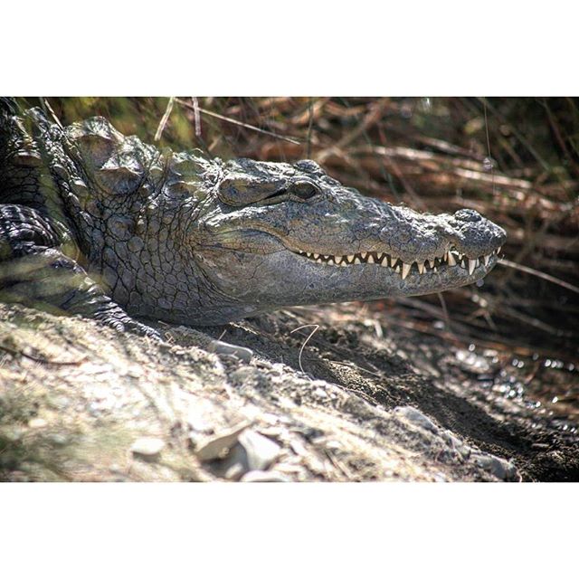 نگاره:  دندان‌های گاندوی آرام برکه سرباز