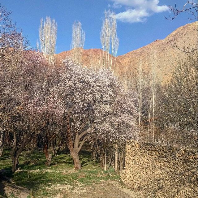 نگاره:  باغ‌های برزُک به پیشواز بهار رفته‌اند