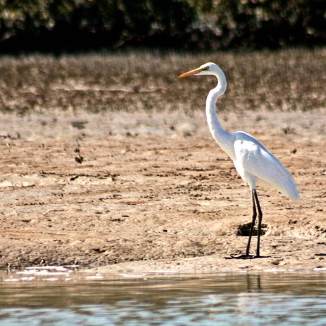 نگاره:  اگرت خلیج گواتر