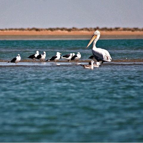 نگاره:  به شکار پرنده رفته بودیم، بر کرانه اقیانوس، ماشه را که می‌کشیدیم، عکسی ثبت می‌شد…