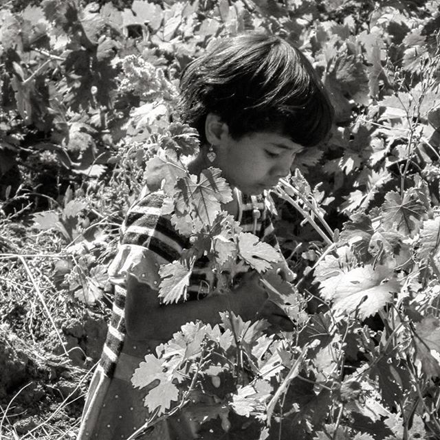 نگاره:  در پیچ و خم تاک