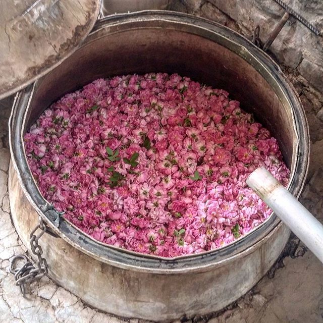 نگاره:  آماده‌ی گلاب‌گیری