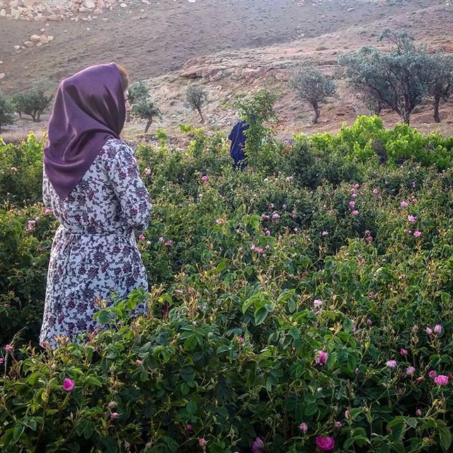 نگاره:  گل چیدن صبح‌گاهی در باغ‌های گل برزُک