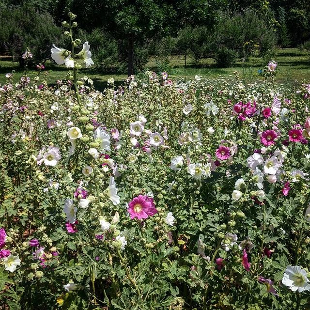 نگاره:  گیاهان دارویی باغ گیاه‌شناسی ملی ایران