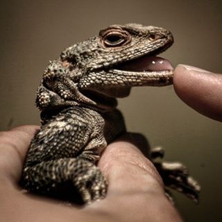 نگاره:  در حال بررسی وضعیت بهداشتی دهان و دندان دوست خزنده‌مان در ارتفاعات برزک