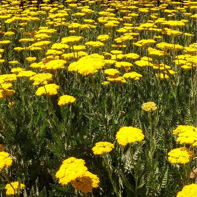 نگاره:  بومادران