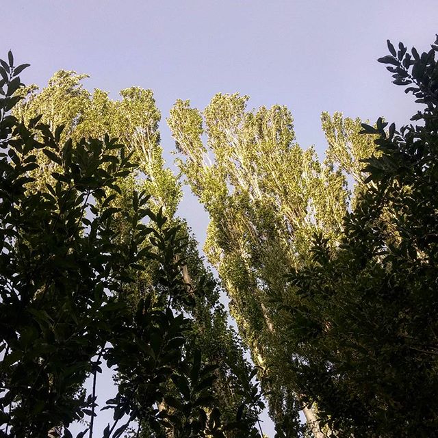 نگاره:  اما درخت‌ها همه قامت کشیده‌اند…