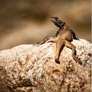 نگاره:  اژدهایی از زمانی دور به افق خیره شده بود!آگامای پولک درشت صخره‌ای