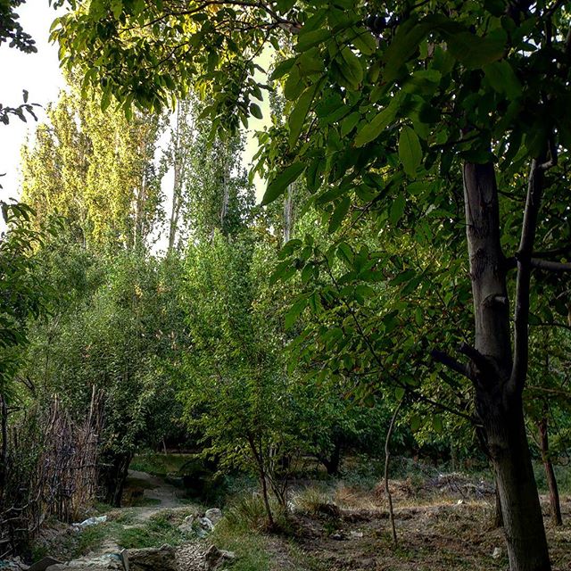 نگاره:  بازی نور لای شاخه‌برگ‌های باغ‌های برزُک