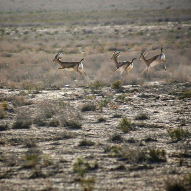 نگاره:  آفتاب آرام آرام می‌رفت و چشمان ما بر سبز‌ها و خاکی‌ها و غبارها و افق‌ها سرگردان می‌چرخید. دشت نفس می‌کشید، نفس ما بیرون نمی‌آمد. قطره عرقی بر ابروهایمان سنگینی می‌کرد و سینه‌مان بالا پایین می‌شد. آن‌گاه، به ناگاه، صدای کوبشی بر زمین زیر پایمان را لرزاند… به تمامی نگاه شدیم…