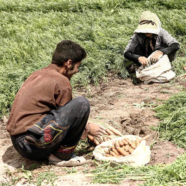 نگاره:  برگ‌ها از لذت لمس آفتاب، ریشه‌ها از لذت نوشیدن آب، و کشاورز از لذت چیدن محصول در کنار خانواده سرخوش وخندان بود دریاچه‌ای چند قدم آن سو تر جان می‌باخت…
