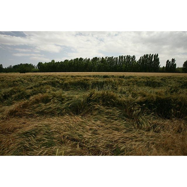 نگاره:  ببین چطور بی‌تاب تو می‌شود آدم: دلم می‌شود همهمه‌ی شیشه‌ایِ چلچراغ خاموشی از بلور با هزار هزار شمع خاک گرفته که نسیمِ نبودنِ تو در تنش می‌لرزد… دلم می‌شود بستر خشک رودخانه‌ای که حالا چند دهه‌ای است، آبی در رگ‌های تنش نجوشیده و خاک می‌شود و در هوا می‌رود… دلم صدای باد است و منظره‌ی کنار جاده، گندم‌زاری که به خود می‌پیچد، وقتی تو در اتومبیلت با سرعت غیرمجاز، خیره به رو به رو می‌گذری و من سایه‌ای می‌شوم گذرا، گوشه‌ی میدان دیدِ تو…