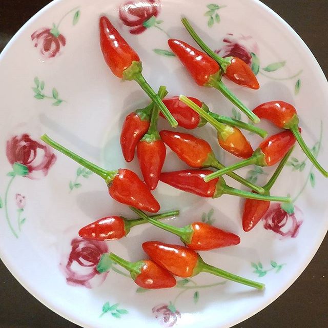 نگاره:  فلفل‌ های سرخ آتشین گلدان خانه که همنشین ناهار روز تعطیل‌مان شده‌اند