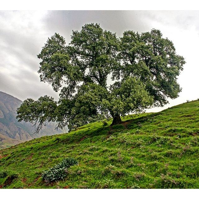 نگاره:  سرش را بالا گرفته بود و از میان شاخه‌ها و برگ‌ها به آسمان ابریِ بارور نگاه می‌کرد‌. گوشِ خیالش از صدای رعد پُر و پوست صورتش چشم انتظار قطره‌های گرم باران بود. خورشید تن کوه را گرم می‌کرد و قوام می‌داد و هیاهوی ریز ریز پرندگان از لا به لای خاطراتی دور شکل می‌گرفت.نه، این سرزمین سالها بود که تشنه در آفتاب بی باران می‌سوخت. دستی بر تن زبر و خشک درخت کشید و خاطرات دور و دراز را رها کرد و رفت.