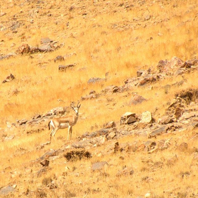 نگاره:  نفس نفس زنان از شیبی بالا رفتیم، نزدیک خط‌الرأس محیط بان نیم خیز شد  و اشاره کرد که آرام باشیماین یکی از گله جا مانده بود، میان دشت‌های طلایی… این عکس را مهمانمان کرد و سم‌زنان جهید و رفت…