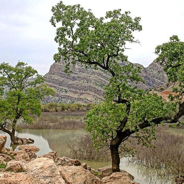 نگاره:  درخت با پیچ و تاب اندامش، کوه با راه‌های صخره‌ای تنش و آسمانی به تمامی آبی، زیر آب آرام و گل آلود می‌لرزید. جاده‌ای از کنار آب گذر می‌کرد…