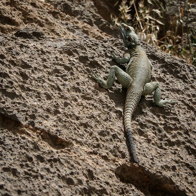 نگاره:  یادگار عصر دایناسورها، از لابه‌لای علف‌ها تا پای پناهگاه انسان گردآورنده و شکارچی خزیده بود، از پای کتیبه اشکانی و هخامنشی دویده بود، به سمت چشمه و بعد آثار دوره ساسانی و اسلامی نگاهی انداخته بود و سرانجام بر دیواره معمای بزرگ باستانی، فرهادتراش، آرام گرفته بودآگامای پولک درشت صخره‌ای در بیستون!