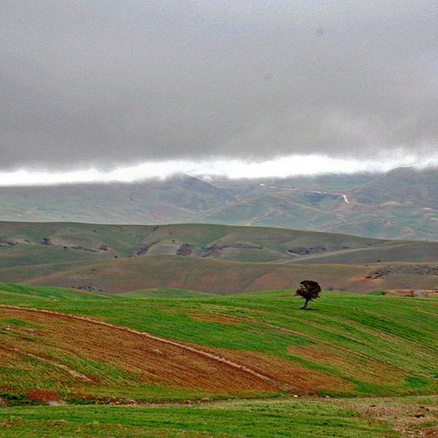 نگاره:  صدای تیغ شمشیرهاشان در دشت‌ها و تپه‌ها و کوه‌ها، طنین انداخته و بیابان و شهر و روستا زیر کوبش سم اسبانشان لرزیده بود. آمدند و کندند و سوختند و کشتند و بردند و رفتند و هزار سال سکوت و خواب و زمستان دشت را فراگرفته بود تا سرانجام یکدیگر را به خواب دیدیم، جوانه‌های ریز تازه از زیر خاک سر به بیرون کشید و دشت قدم به قدم سبز شد. ابرهای تیره آبستنِ باران بودند و روشنایی ِ باستانی در افق قوام می‌گرفت. در میانه‌ی دشت، تک درخت کهن به انتظار و تماشا نشسته بود، و خورشید، از دل زمین، برآمد. پلک‌ های ما آرام، به روشنایی ِ افق‌های دور، باز شد…