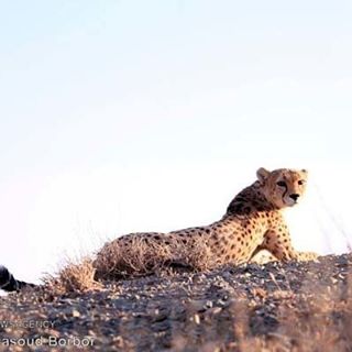 نگاره:  تیر خلاص به یوز در خشاب دولت محیط زیست/ابتکار بر سر آزمون صداقت استخبرگزاری مهر، گروه جامعه- مسعود بُربُر: دشتی فراخ، خشک و آفتاب‌زده، که تا دوردست‌ها در آن نه قطره آبی دیده می‌شود و نه طعمه‌ای اما شاید آخرین پناهگاه دست نخورده‌ی زیبای دونده‌ی ایرانی باشد. کارشناسانی که وجب به وجب زیستگاه‌های یوز در مرکز ایران را برای یافتن یک یوزپلنگ ماده دوربین گذاری کرده‌اند دست خالی بازگشته‌اند و حالا تنها امیدشان به گذرگاه‌های میان مناطق اصلی است. جایی که قدم به قدمش را در هرم آفتاب و سوز سرما زیر پا می‌گذارند تا شاید نشانی از آخرین یوزپلنگ مادر ایرانی بیابند. اما حالا دولتی که دست کم بخشی از آراء خود در انتخابات ریاست جمهوری را مدیون عنوان خودخوانده «دولت محیط زیست» بوده، درست در یکی از حیاتی‌ترین این گذرگاه‌ها، جایی میان پناهگاه حیات وحش دره‌انجیر و منطقه شکارممنوع آریز، عزمش را برای معدن‌کاری و استخراج سنگ آهن جزم کرده است.گزارش امروزم را در مهر بخوانید:http://www.mehrnews.com/news/3861945/http://telegram.me/masoudborbor