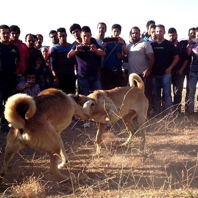 نگاره:  نبرد خونین سگ‌گلادیاتورها به خاطر یک مشت اسکناسخبرگزاری مهر، گروه جامعه- مسعود بُربُر: دم غروب، صدای عربده سگ‌ها از میان حلقه‌ی ایستاده‌ی چهل پنجاه تماشاگر، به سکوت پاییزی زمینی خالی هجوم می‌برد و هرچه صدای خرد شدن استخوان‌ها بلندتر می‌شود، هرچه سگ‌ها بیشتر یکدیگر را تکه پاره می‌کنند، هرچه پوست و گوشت و خون بیشتری بر زمین می‌ریزد، اسکناس‌های بیشتری روی هم می‌نشیند، گوشی‌های دوربین‌دار بالاتر می‌رود و فریاد تشویق تماشاچیان بلندتر می‌شود. دست آخر اما همه با پایان کار مبهوتند و یکی یکی میدان را در سکوت ترک می‌کنند….http://www.mehrnews.com/news/3878620/http://telegram.me/masoudborbor