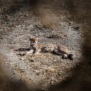 نگاره:  An important part of a #mining #road triggering the heart of the habitat for Asiatic #Cheetah is paved. The #construction had been announced forbidden by #DOE several times before but the road is on the verge of entrance to the #wildlife #shelter.بخش مهمی از جاده‌ای که قلب #زیستگاه #یوزپلنگ ایرانی را نشانه گرفته و سازمان محیط زیست بارها احداث آن را ممنوع کرده اکنون آسفالت شده و در آستانه ورود به پناهگاه حیات وحش است.http://www.mehrnews.com/news/3909441/http://t.me/masoudborbor