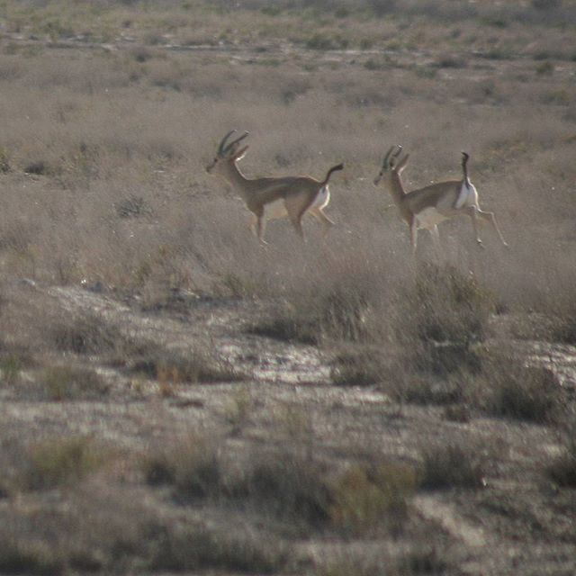 نگاره: خرامان و سرخوش