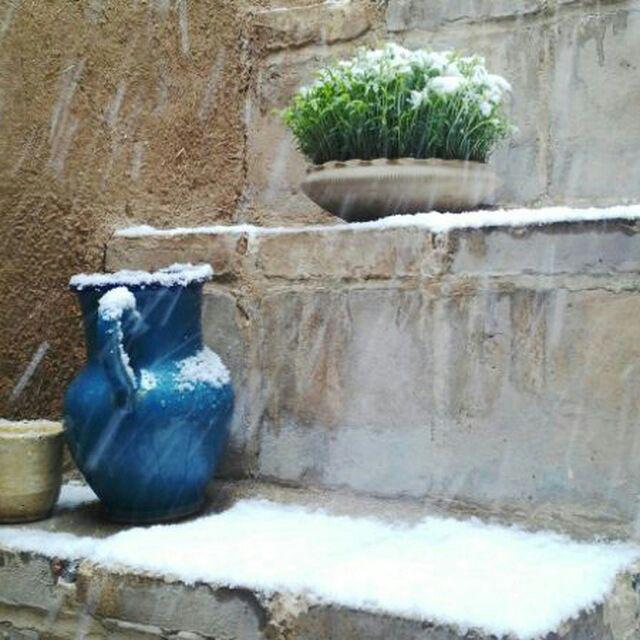 نوروزانه: هزار نرگس زرین