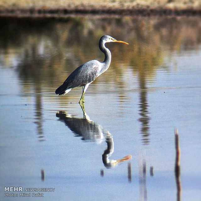 جای خالی روز ملی پرندگان در تقویم / ایران سیاهچاله پرندگان شده است