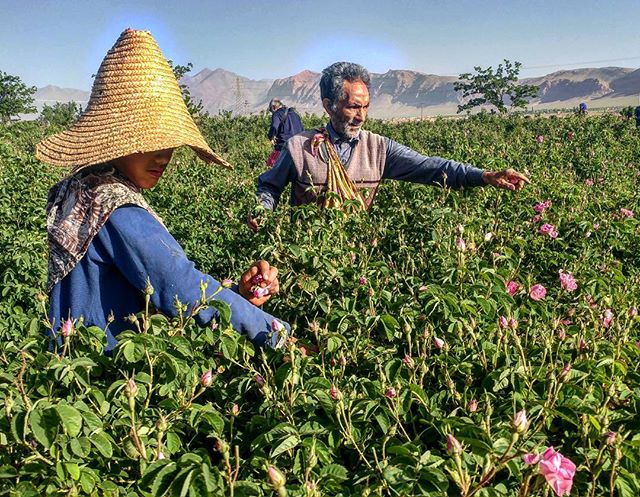 نگاره:  از طلوع آنجا بودند، پدربزرگ و نوه، در باغ‌های گل برزک که بالاخره شکوفا شده‌اند تا دیگ‌های گلاب را به قل قل درآورند.