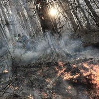 نگاره:  فصل سوختن پرندگان و حیوانات/جنگل‌ها آماده‌ی آتش می‌شوندخبرگزاری مهر، گروه جامعه- مسعود بُربُر: خط سرخ آتش از میان علف‌های خشک و کوتاه روی تن کوه بالا می‌رود. درخت‌ها یکی یکی گُر می‌گیرند و سرخ می‌شوند و شاخه‌هایشان از درون می‌پکد و با صدای ترق و توروق جدا می‌شود و می‌افتد. بوی دود و گوشت سوخته پرندگان و حیوانات همه جا را گرفته است و محیط‌بانان با ترکه‌های چوب و بیل توی سر آتش می‌زنند و گاه گاه دبه آبی هم به دستشان می‌رسد تا روی شعله‌ها بپاشند. یک هفته بعد، لاشه ماری سوخته در خود پیچیده و تخم‌های پخته‌ی پرندگان از پوست بیرون زده است، تن کوه سیاه و درختان زغال شده‌اند.@masoudborborhttp://www.mehrnews.com/news/3989627/My report of annual fire in Iranian forestsMehr News, Masoud Borbor: The red frontline of fire goes up the hill through the dry grass. The woods got hot flashes and roasted, their branches disintegrating and fall. The smell of burnt meat of birds and animals is eveywhere and the rangers hit twigs on fire and they occassionaly are given a gallon of water to fight the fire. A week later, a burnt snake's body is twisted and the boiled eggs of birds are out of the nests. The body of the hill is black and the woods has become charcoal.