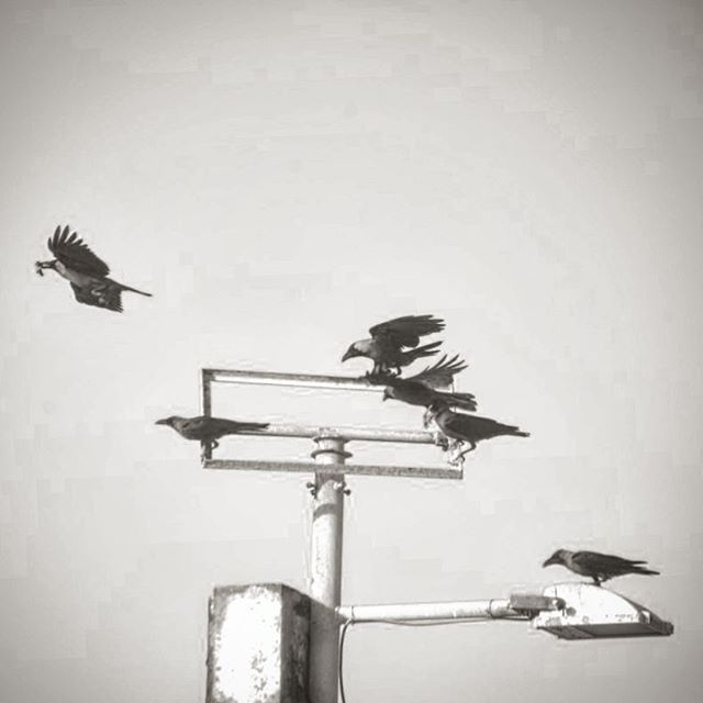 نگاره:  به دوردست‌ها خیره مانده بودند. به خیلی دوردست. به هزار سال پیش… They were stuck with a faraway look, staring at… a thousand years ago