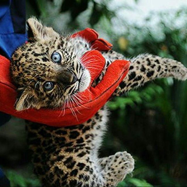 نگاره:  پنهان‌کاری ۹ ماهه در محیط زیست/ هیرکان دفن شده است * #هیرکان پس از رهاسازی حدود ۳۵ روز بیشتر دوام نیاورده، جنازه او سه ماه در فریزر اداره کل محیط زیست بوده و بعد در «آلمه» دفن شده است. ماه‌های پس از آن هم محیط‌بانان گردنبند ردیاب را جا به جا می‌کرده‌اند تا #پلنگ زنده وانمود شود. * کدام یک از مسئولان سازمان محیط زیست و در چه سطوحی از موضوع با خبر شده‌اند و اکنون که واقعیت ماجرا مشخص شده سازمان محیط زیست با مسئولان خاطی و پنهان‌کار چه برخوردی خواهد کرد؟@masoudborborhttp://www.mehrnews.com/news/3992771/