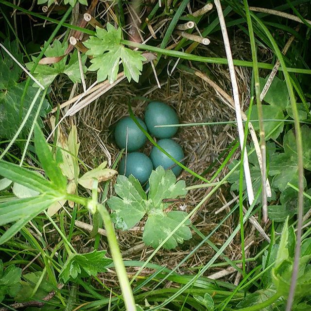 نگاره:  کودک راهنما که جلوی ما حتی در ارتفاع ۲۸۰۰ متری هم می‌دوید، دوزانو نشست، علف‌ها را کنار زد، و ما را میهمان تماشای خانه‌ی گرم پرندگان کرد، میان علف‌ها روی زمین: پا بر سر سبزه تا به خواری ننهی…